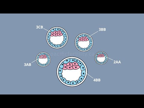 Embryo Transfer Cycle